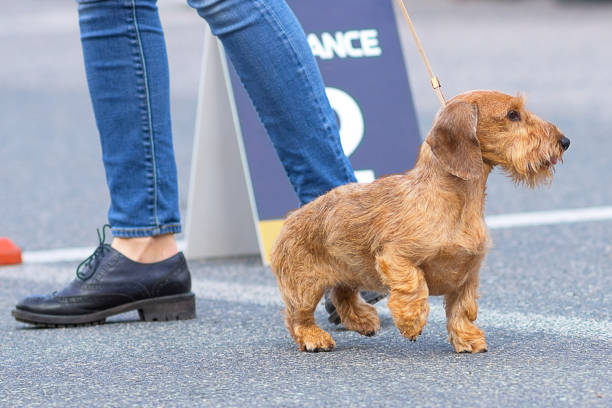 istock dog of terrier Close-up 844326508