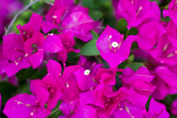 istock close up pink Bougainvillea on tree 844326716