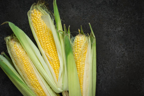 istock Ripe young corn cob with leaves on black concrete background, copy space 844327308