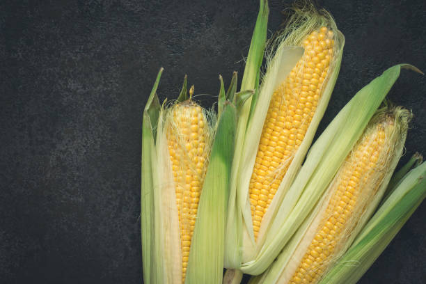 istock Ripe young sweet corn cob with leaves on black concrete background, copy space 844327320