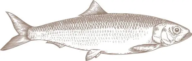 Vector illustration of Drawing of whole herring