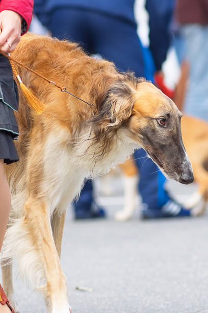 istock Hunting dog close-up 844333194
