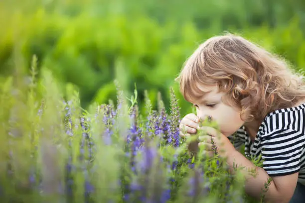 Photo of Adorable toddler girl smelling purple flowers.