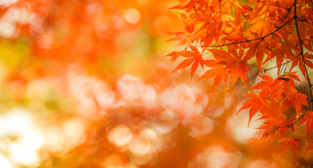 autumn leaves, very shallow focus - vibrant color nature october park imagens e fotografias de stock