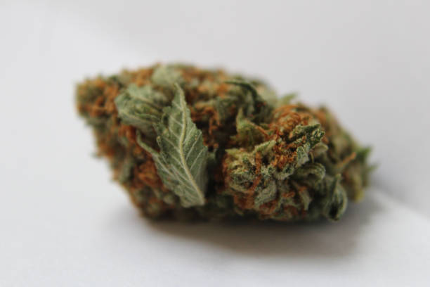 istock Girl scout cookies nugget 844333432