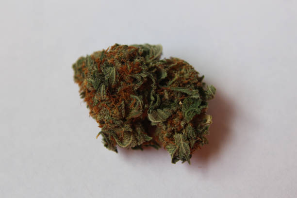 Girl scout cookies nugget