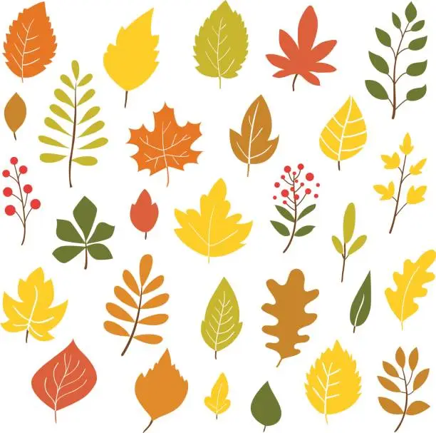 Vector illustration of Autumn leaves.