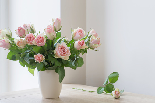 pink roses in vase on white background