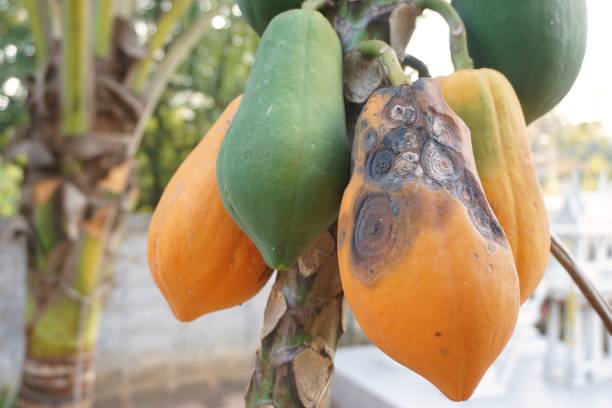 anthracnose in papaya fruit - colletotrichum imagens e fotografias de stock