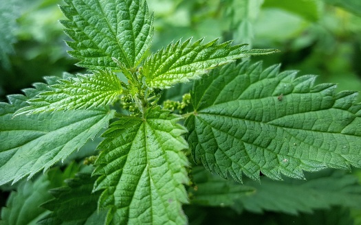 Close-up on the leaves of a nettle, growing wild.