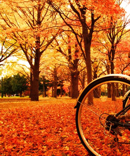 autumn leaves front line - golden algae imagens e fotografias de stock