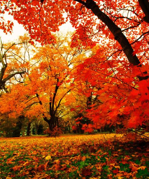 autumn leaves front line - golden algae imagens e fotografias de stock