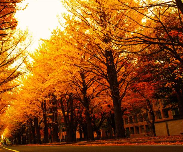 autumn leaves front line - golden algae imagens e fotografias de stock