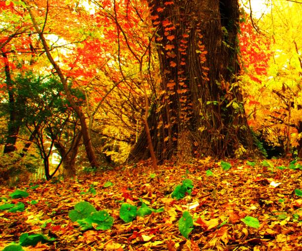 autumn leaves front line - golden algae imagens e fotografias de stock