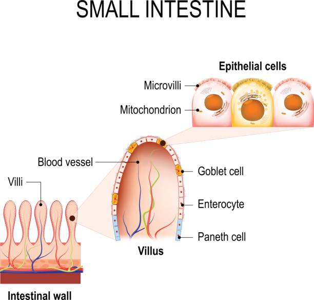 кишечные вилли и эпителиальные клетки - mucosa stock illustrations