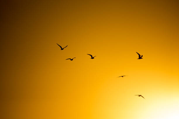 istock A flock of birds at sunset in nature 844346248