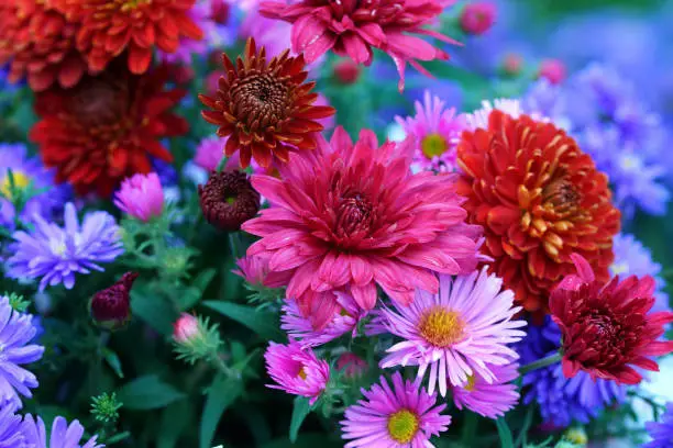 Asters and chrysanthemum, Germany, Eifel.