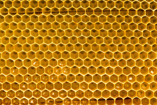 istock honey comb with honey as a background 844357012