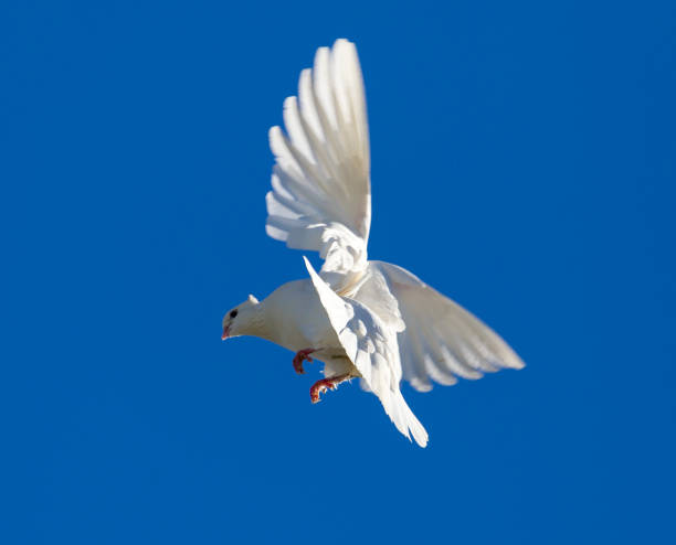 istock White dove in flight against a blue sky 844360234