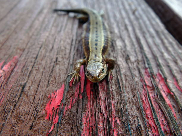 brown lizard on a wooden board