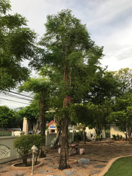 istock Millingtonia hortensis or Tree jasmine or Indian cork tree. 844361760