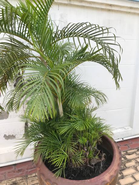 istock Dypsis lutescens or Areca palm or butterfly palm. 844363822