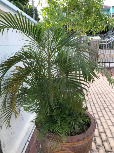 istock Dypsis lutescens or Areca palm or butterfly palm. 844363910
