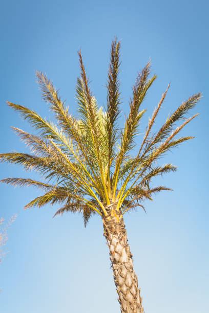 istock palm tree against blue sky in summer 844364840