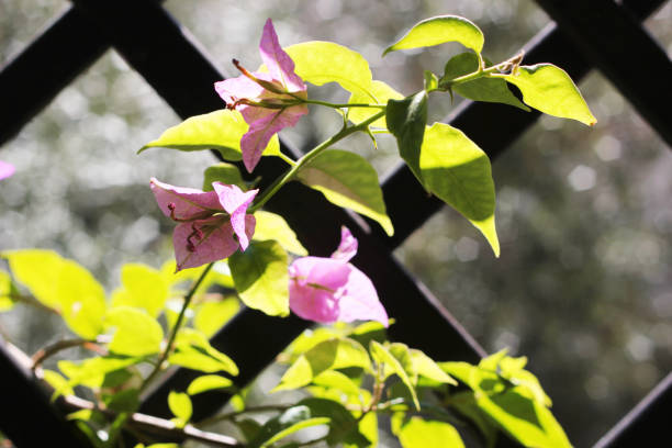 istock Bougainvillea on fence at the forest 844368858