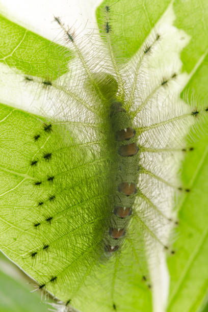 istock Caterpillar of the Common Gaudy Baron butterfly ( Euthalia lubentina ) 844371102