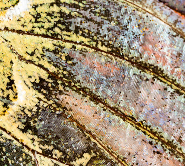 istock Drawings on the wing of a butterfly as a background 844372132