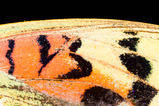 istock Drawings on the wing of a butterfly as a background 844372162