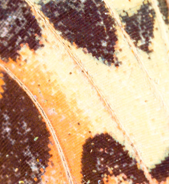 istock Drawings on the wing of a butterfly as a background 844372200