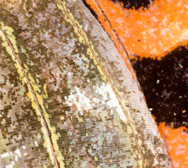 istock Drawings on the wing of a butterfly as a background 844374434
