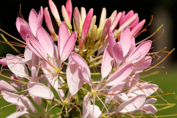 istock Inflorescence of pink flowers in daylight 844376078