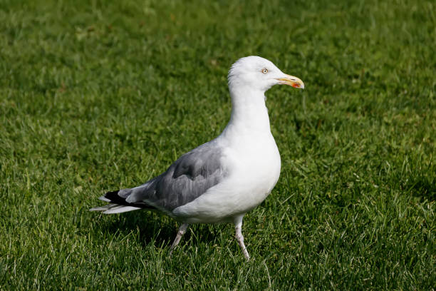 istock Seagull is standing on the lawn of green grass 844379738