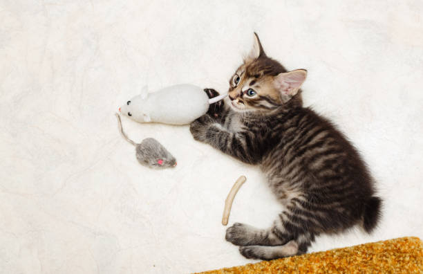 istock Kitten and toys 844390126