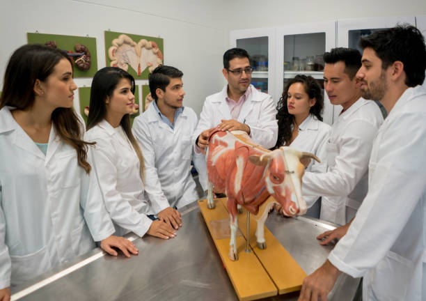 istock Group of veterinary students in an anatomy class 844393068