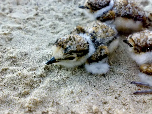 Baby birds of the sandpiper on sand. Birds of Siberia.