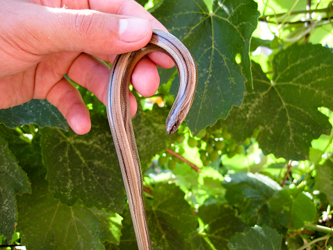 Anguis fragilis. Legless lizard spindle in human hand