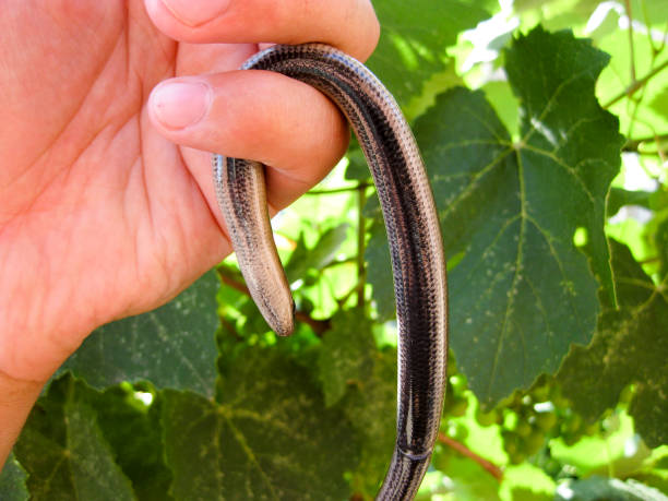 istock Legless lizard spindle in human hand. Anguis fragilis. 844394158