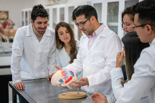 Group of medical students in an anatomy class at the university looking at a brain model â education concepts