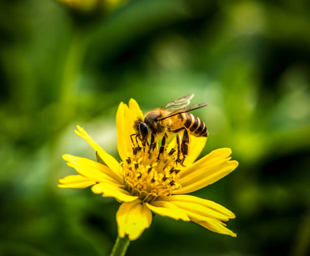 istock Macro of real nature flower botanic 844397240