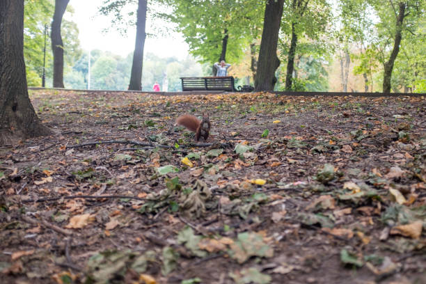Squirrel in the city park