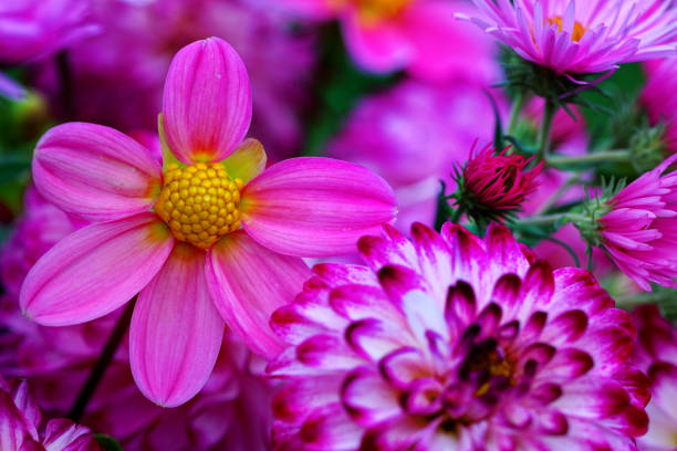 Colourful zinnia grow in the valley.