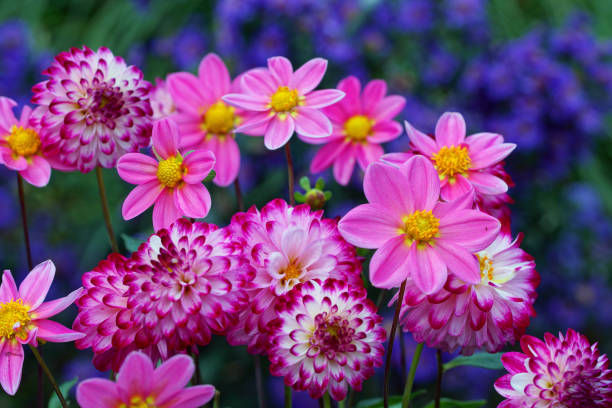 istock Dahlia, garden cosmos and asters 844398422