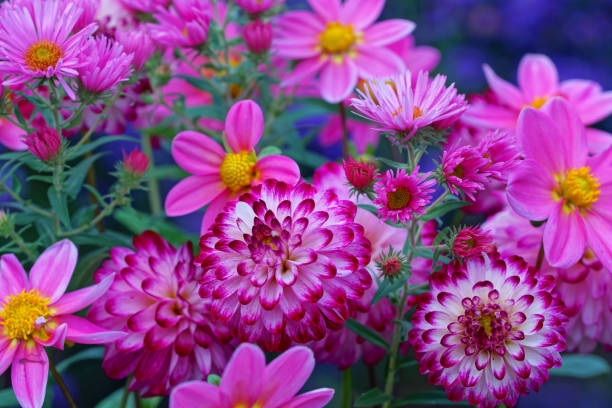 istock Dahlia, garden cosmos and asters 844398438
