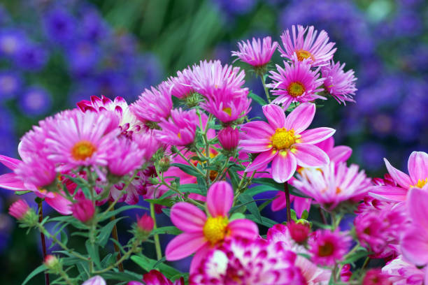 istock Dahlia, garden cosmos and asters 844398448