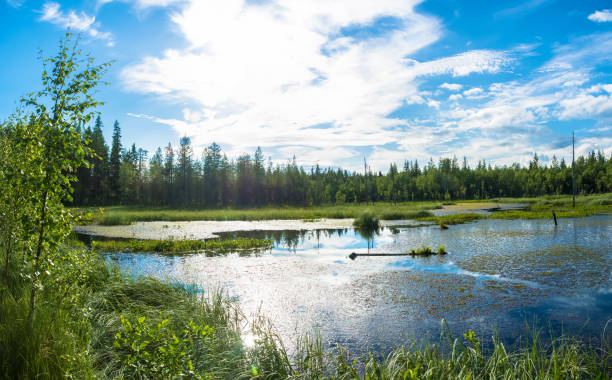 istock A small wetland lake in Karelia. 844401182