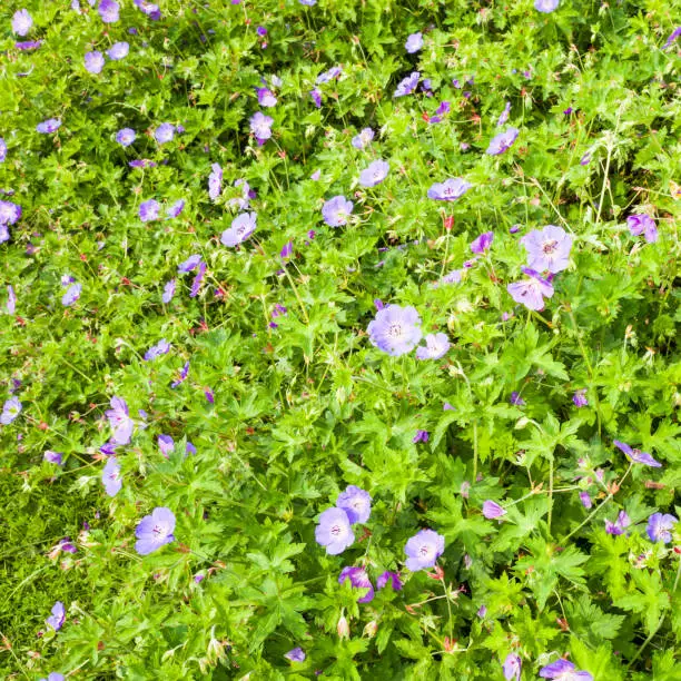 Geranium Rozanne flowers in Voorschoten, Netherlands.